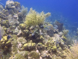 40 Reef IMG 3209